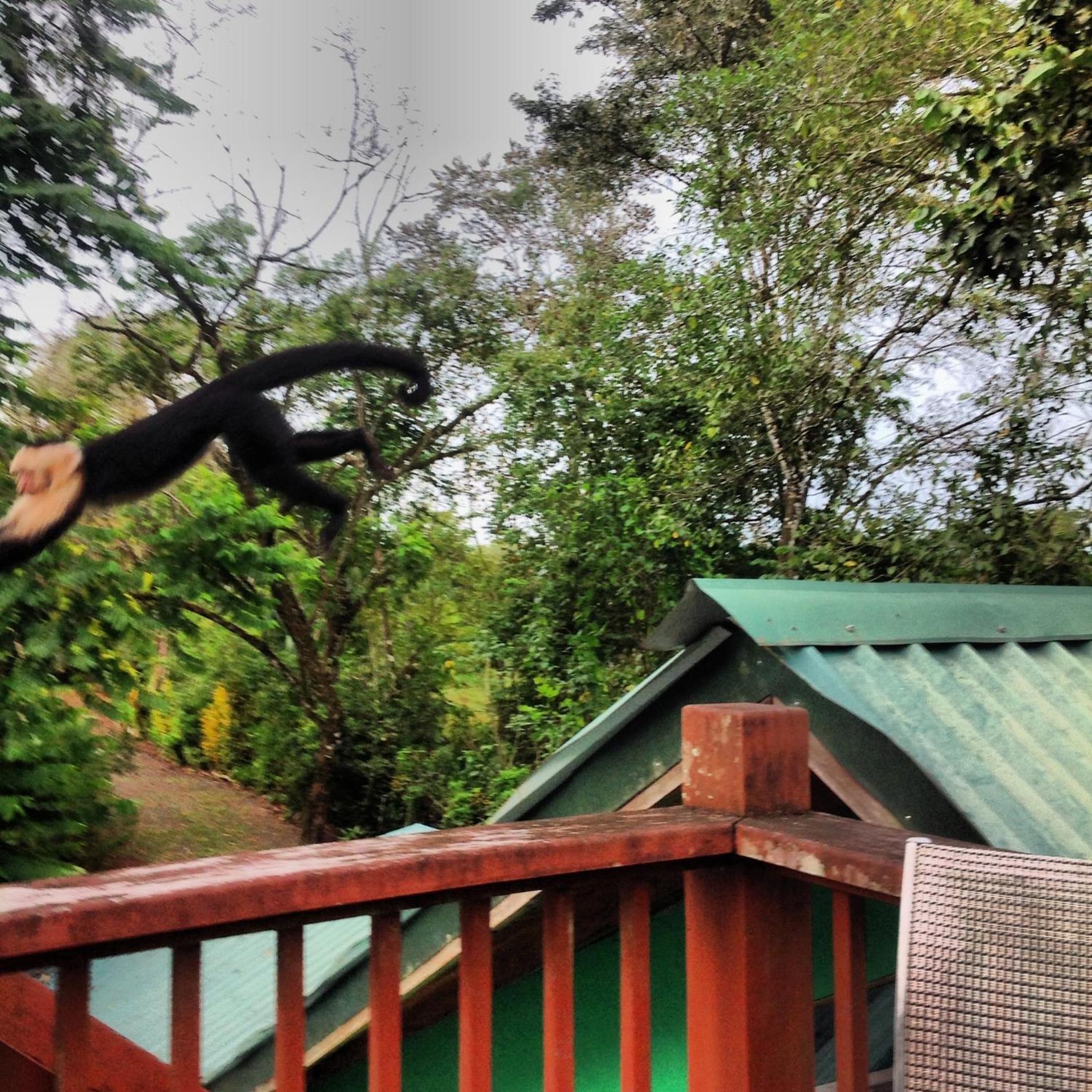 Chosa Manglar Suites & Cabins Puerto Jimenez Exterior photo